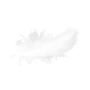 Magnifique plume blanche duvetée